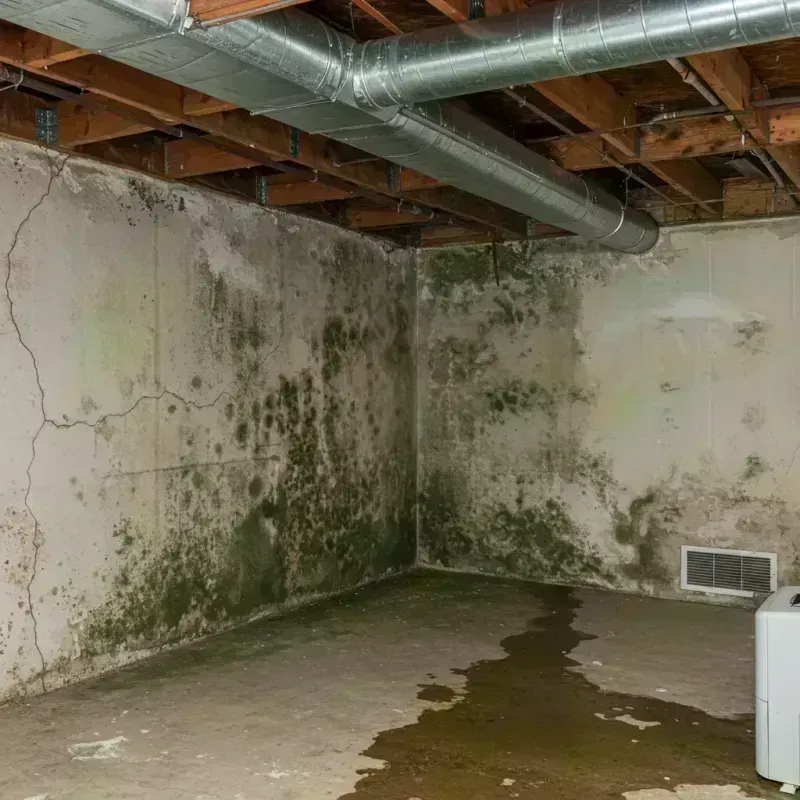 Professional Mold Removal in Richford, VT